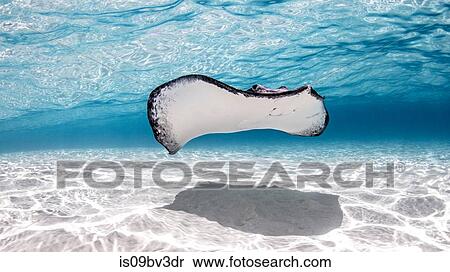 Southern stingray, Stingray City, Cayman Palms, Cayman Islands View Large Photo Image Stock Photography - Southern stingray, Stingray City, Cayman Palms, Cayman Islands. Fotosearch