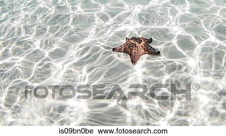Starfish, Cozumel, Quintana Roo, Mexico View Large Photo Image Stock Image - Starfish, Cozumel, Quintana Roo, Mexico. Fotosearch
