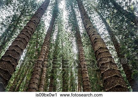 Stock Image - Straight tall trees on Kuilau Ridge Trail, Kauai, Hawaii. Fotosearch