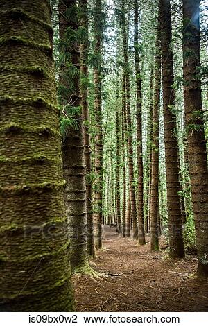Straight tall trees on Kuilau Ridge Trail, Kauai, Hawaii View Large Photo Image Stock Image - Straight tall trees on Kuilau Ridge Trail, Kauai, Hawaii. Fotosearch