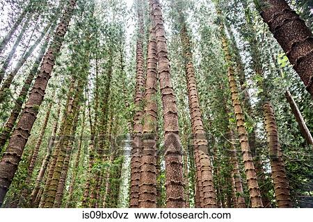 Straight tall trees on Kuilau Ridge Trail, Kauai, Hawaii View Large Photo Image Stock Photo - Straight tall trees on Kuilau Ridge Trail, Kauai, Hawaii. Fotosearch