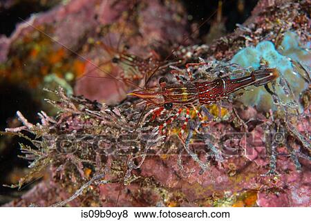 Striped shrimp by coral, Seymour, Galapagos, Ecuador, South America View Large Photo Image Stock Photo - Striped shrimp by coral, Seymour, Galapagos, Ecuador, South America. Fotosearch