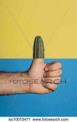 Studio shot of man's hand giving the thumbs up, the thumb is replaced by a cactus, against a yellow and blue background View Large Photo Image Stock Photo - Studio shot of man's hand giving the thumbs up, the thumb is replaced by a cactus, against a yellow and blue background. Fotosearch