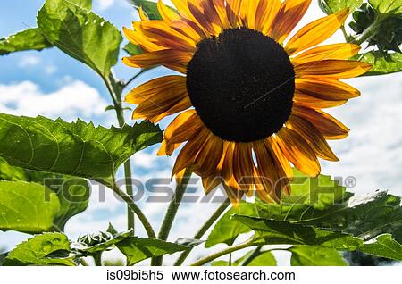 Stock Photography - Sunflower blooming. Fotosearch