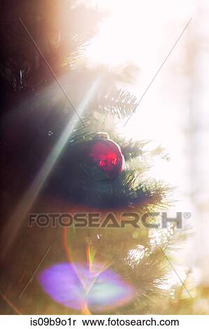 Sunlight on Christmas bauble View Large Photo Image Stock Photography - Sunlight on Christmas bauble. Fotosearch