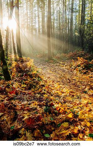 Stock Photo - Sunlight shining through trees in forest, Bainbridge, Washington, USA. Fotosearch