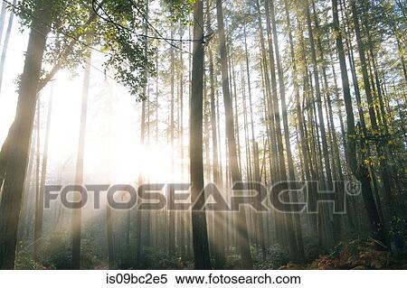 Stock Photography - Sunlight shining through trees in forest, Bainbridge, Washington, USA. Fotosearch