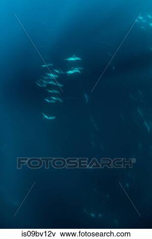 Super pod of common dolphins off Baja California View Large Photo Image Stock Photo - Super pod of common dolphins off Baja California. Fotosearch