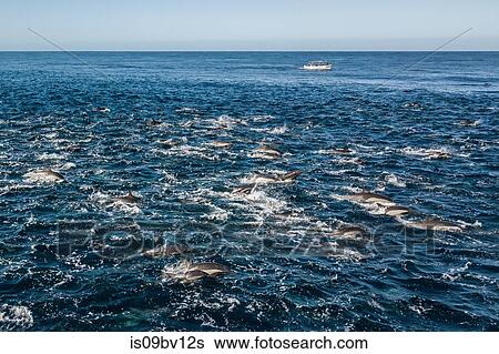 Super pod of common dolphins off Baja California View Large Photo Image Stock Photograph - Super pod of common dolphins off Baja California. Fotosearch