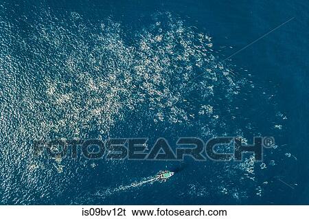 Super pod of common dolphins off Baja California View Large Photo Image Stock Photograph - Super pod of common dolphins off Baja California. Fotosearch