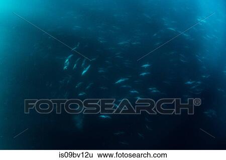 Super pod of common dolphins off Baja California View Large Photo Image Stock Photograph - Super pod of common dolphins off Baja California. Fotosearch