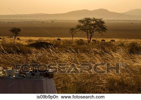 Tarangire National Park, Tanzania, Africa View Large Photo Image Picture - Tarangire National Park, Tanzania, Africa. Fotosearch