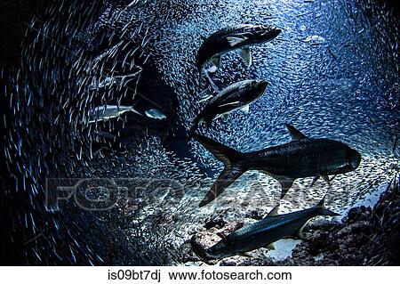 Stock Image - Tarpon and Silversides, Cayman Palms, Cayman Islands. Fotosearch