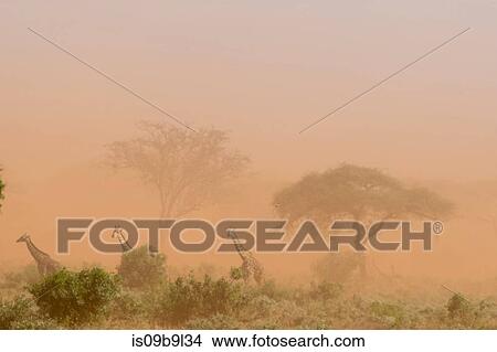 Three Maasai giraffes (Giraffa camelopardalis tippelskirchi), in dust storm, Tsavo, Kenya, Africa View Large Photo Image Picture - Three Maasai giraffes (Giraffa camelopardalis tippelskirchi), in dust storm, Tsavo, Kenya, Africa. Fotosearch