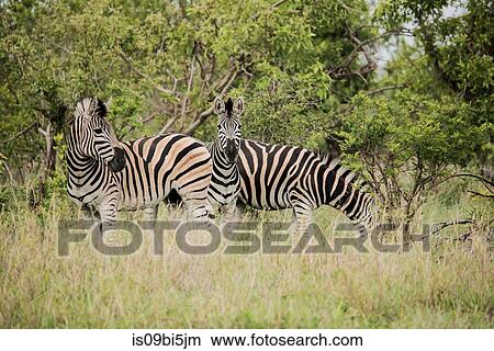 Picture - Three zebras, Kruger National Park, South Africa. Fotosearch