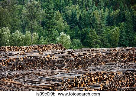 Timber yard, Midway, Canada View Large Photo Image Stock Image - Timber yard, Midway, Canada. Fotosearch