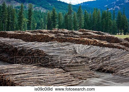 Timber yard, Midway, Canada View Large Photo Image Stock Image - Timber yard, Midway, Canada. Fotosearch