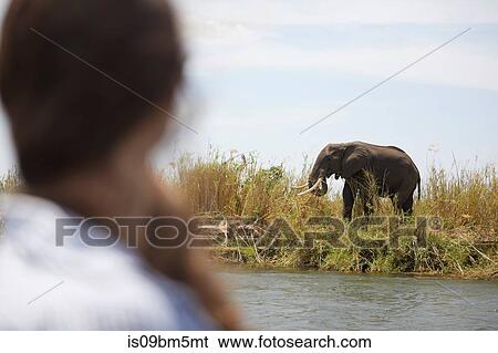 Tourist looking at elephant across river, Zambezi, Zambia View Large Photo Image Stock Photograph - Tourist looking at elephant across river, Zambezi, Zambia. Fotosearch