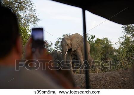 Tourist taking photograph of elephants, Zambezi, Zambia View Large Photo Image Stock Photograph - Tourist taking photograph of elephants, Zambezi, Zambia. Fotosearch
