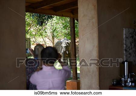 Tourists taking photograph of elephant, Zambezi, Zambia View Large Photo Image Stock Photograph - Tourists taking photograph of elephant, Zambezi, Zambia. Fotosearch