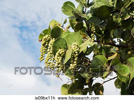 Tree branch bearing fruit View Large Photo Image Stock Image - Tree branch bearing fruit. Fotosearch