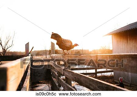 Stock Image - Turkey on top of sunlit farmyard fence. Fotosearch