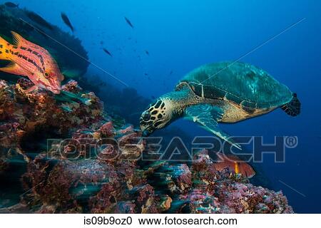 Turtle and sheepshead fish feeding by coral, Seymour, Galapagos, Ecuador, South America View Large Photo Image Stock Image - Turtle and sheepshead fish feeding by coral, Seymour, Galapagos, Ecuador, South America. Fotosearch