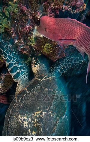 Turtle and sheepshead fish feeding by coral, Seymour, Galapagos, Ecuador, South America View Large Photo Image Stock Image - Turtle and sheepshead fish feeding by coral, Seymour, Galapagos, Ecuador, South America. Fotosearch
