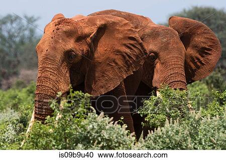 Two African elephants (Loxodonta africana) walking in bush, Tsavo, Kenya View Large Photo Image Stock Image - Two African elephants (Loxodonta africana) walking in bush, Tsavo, Kenya. Fotosearch