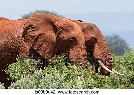 Two African elephants (Loxodonta africana) walking in bush, Tsavo, Kenya View Large Photo Image Stock Image - Two African elephants (Loxodonta africana) walking in bush, Tsavo, Kenya. Fotosearch