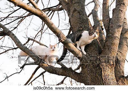 Two cats looking out from bare tree branches View Large Photo Image Stock Image - Two cats looking out from bare tree branches. Fotosearch