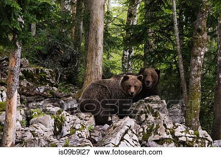 Two European brown bears (Ursus arctos), Markovec, Bohinj Commune, Slovenia, Europe View Large Photo Image Stock Photo - Two European brown bears (Ursus arctos), Markovec, Bohinj Commune, Slovenia, Europe. Fotosearch