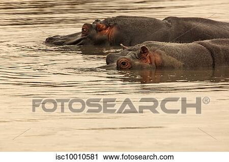 Two hippopotamuses swimming in river, Touws River, Western Cape, South Africa View Large Photo Image Stock Image - Two hippopotamuses swimming in river, Touws River, Western Cape, South Africa. Fotosearch