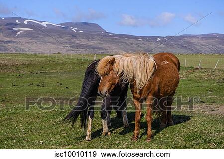 Two icelandic horses in landscape, Reykjavk, Gullbringusysla, Iceland View Large Photo Image Stock Photo - Two icelandic horses in landscape, Reykjavk, Gullbringusysla, Iceland. Fotosearch