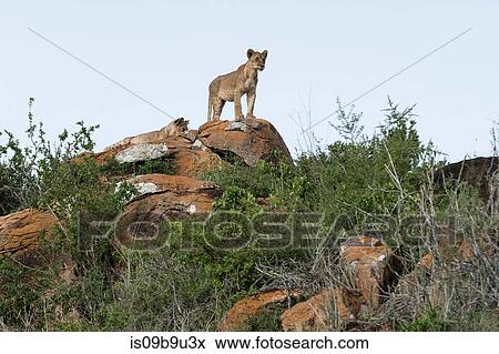 Two lion cubs (Panthera leo) on a Kopje known as Lion Rock in Lualenyi reserve, Tsavo, Kenya View Large Photo Image Stock Photo - Two lion cubs (Panthera leo) on a Kopje known as Lion Rock in Lualenyi reserve, Tsavo, Kenya. Fotosearch