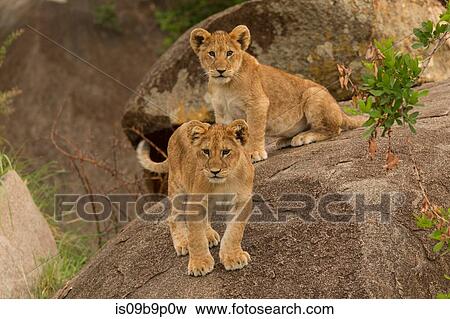 Two lion cubs (Panthera leo), standing on rock, Serengeti National Park, Robanda, Tanzania, Africa View Large Photo Image Stock Photo - Two lion cubs (Panthera leo), standing on rock, Serengeti National Park, Robanda, Tanzania, Africa. Fotosearch