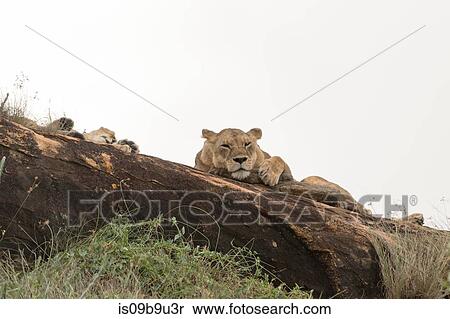 Two lioness (Panthera leo) resting on a Kopje known as Lion Rock in Lualenyi reserve, Tsavo, Kenya View Large Photo Image Stock Photography - Two lioness (Panthera leo) resting on a Kopje known as Lion Rock in Lualenyi reserve, Tsavo, Kenya. Fotosearch