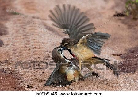Stock Photography - Two rosy-patched bush-shrike Rhodophoneus cruentus) fighting on dirt track, Tsavo, Kenya. Fotosearch