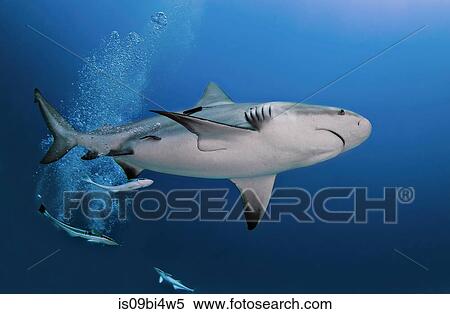 Underwater view of 1egnant bull shark, Playa del Carmen, Quintana Roo, Mexico View Large Photo Image Stock Photography - Underwater view of 1egnant bull shark, Playa del Carmen, Quintana Roo, Mexico. Fotosearch