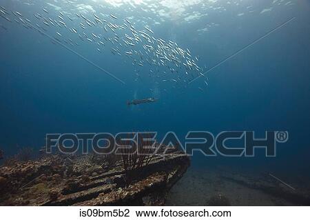 Underwater view of barracuda swimming near Rhone shipwreck, British Virgin Islands View Large Photo Image Stock Image - Underwater view of barracuda swimming near Rhone shipwreck, British Virgin Islands. Fotosearch