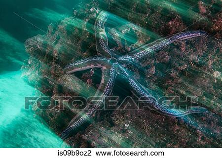 Underwater view of blue starfish on rock, Seymour, Galapagos, Ecuador, South America View Large Photo Image Stock Image - Underwater view of blue starfish on rock, Seymour, Galapagos, Ecuador, South America. Fotosearch