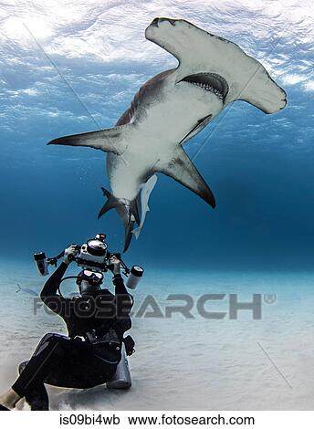 Underwater view of diver photographing hammerhead shark, Alice Town, Bimini, Bahamas View Large Photo Image Stock Image - Underwater view of diver photographing hammerhead shark, Alice Town, Bimini, Bahamas. Fotosearch