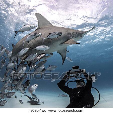 Stock Image - Underwater view of diver photographing great hammerhead shark from seabed, Bayley Town, Bimini, Bahamas. Fotosearch