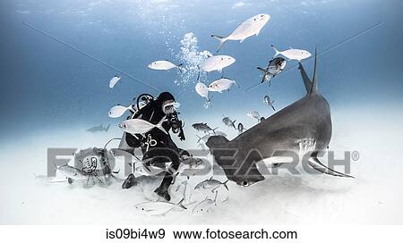 Underwater view of diver photographing great hammerhead shark from seabed, Alice Town, Bimini, Bahamas View Large Photo Image Stock Photo - Underwater view of diver photographing great hammerhead shark from seabed, Alice Town, Bimini, Bahamas. Fotosearch