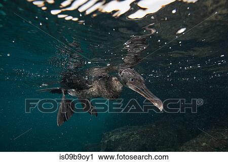 Underwater view of flightless cormorant looking for prey below surface, Seymour, Galapagos, Ecuador, South America View Large Photo Image Stock Image - Underwater view of flightless cormorant looking for prey below surface, Seymour, Galapagos, Ecuador, South America. Fotosearch