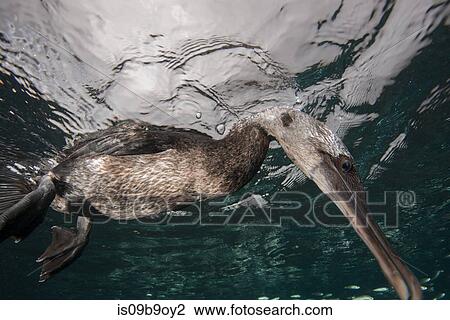 Stock Image - Underwater view of flightless cormorant looking for prey below surface, Seymour, Galapagos, Ecuador, South America. Fotosearch