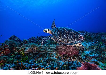Underwater view of hawksbill turtle swimming over seabed View Large Photo Image Stock Photograph - Underwater view of hawksbill turtle swimming over seabed. Fotosearch