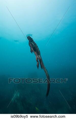 Underwater view of marine iguana, Seymour, Galapagos, Ecuador, South America View Large Photo Image Stock Photography - Underwater view of marine iguana, Seymour, Galapagos, Ecuador, South America. Fotosearch
