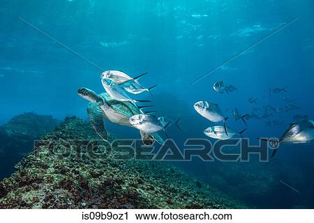 Underwater view of turtle and jack fish, Seymour, Galapagos, Ecuador, South America View Large Photo Image Stock Image - Underwater view of turtle and jack fish, Seymour, Galapagos, Ecuador, South America. Fotosearch
