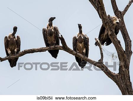 Vultures in tree, Chobe National Park, Botswana View Large Photo Image Stock Image - Vultures in tree, Chobe National Park, Botswana. Fotosearch